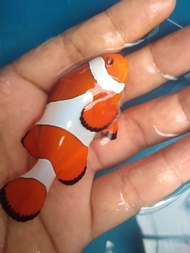 Ikan Hias Laut NEMO / Clownfish / Badut