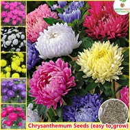 [Fast Delivery] Mixed Color Chrysanthemum Flower Seeds Bonsai Flowering Plants Seeds Indoor Plants Outdoor Real Air Plants Mayana Varieties Potted Live Plants for Sale Gardening Decor (200 pcs Seeds for Planting Flowers, Easy To Grow In Local Philippines)