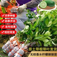 四季香水柠檬果树苗大全广东台湾无籽无核网红柠檬水果优力克柠檬