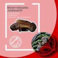 Channa chana auranti size 28-30cm ikan sehat dan aktiv anti jamur