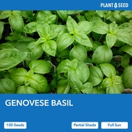 GENOVESE BASIL [100 Herb Seeds for Planting] - Local SG Seller! Fast Delivery!