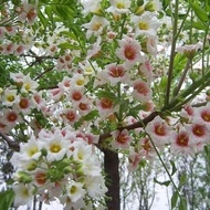 Ready Stock Fast Shipping Crown Fruit Seeds Garden Greening Flowers Planting Forest Wood Fruit Trees