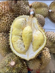 Terlaris Buah Durian Montong / Monthong Palu Fresh Utuh 1 Kg - 6 Kg Ready