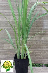Buy1 Take1 TANGLAD OR LEMON GRASS (Herbal Plant NOT seeds) with FREE garden soil. STRICTLY LUZON ONL