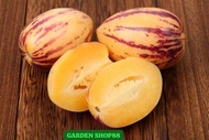 Garden Shop88 - Benih melon Pepino kuning isi 8 butir