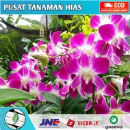 Seedling Anggrek Dendrobium Sonia