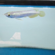 HOT DEALS AROWANA / ARWANA GOLDEN RED 10-12 CM READY STOCK