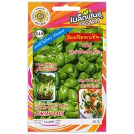 Italian Basil Seeds Super Variety