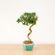 小品盆栽・米葉壽娘子