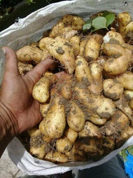 UBI GEMBILI MENTAH 1 KG / GEMBILI PULEN FRESH KUALITAS SUPER