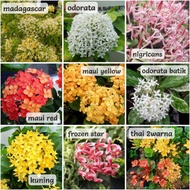 Pokok Bunga wangi Siantan Jejarum Ixora Madagascar Odorata Fragrant Frozen star maui yellow nigrican