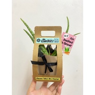 LIVE PLANT Anak Pokok Aloevera Aloe Vera Kids Gift Set Goodist School Graduation or Birthday Party