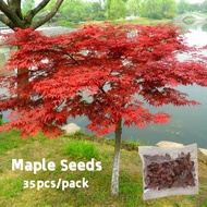 35pcs Maple Tree Seeds for Planting Bonsai Seeds Flower Seeds for Planting Air Purifying Indoor Plants Seeds for