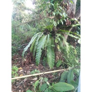 Pokok langsuir hiasan laman