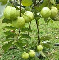 Bibit Jambu Kristal Putih dengan Biji Kecil Unggulan Green Plants