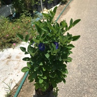 ANAK POKOK BUNGA TELANG UNGGU BERLAPIS (CLITORIA TERNATEA) Butterfly Pea pokok hidup live plant