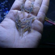 udang hidup air tawar pakan ikan predator
