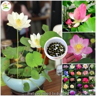 (20 seeds/bag,Seeds for Planting) Mixed Mini Bowl Lotus Flower Seeds Malaysia Water Lily Seed Bonsai Seed Garden Flower Plant Seeds Water Plant Seed Hydroponics Plant Real Live Plants Outdoor Indoor Potted Plants Air Plant Gardening Deco Benih Pokok Bunga