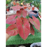 keladi/caladium red sun/彩叶芋