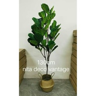 Fiddle fig 130cm premium + basket