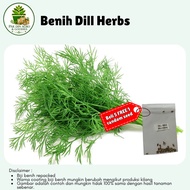 (30pcs) Biji benih DILL HERBS herba dill wangi sedap salad seeds