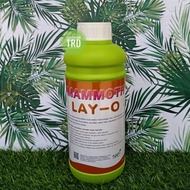 Botol 1 Liter MAMMOTH LAY-O Napnutriscience Thailand Baja Foliar Brown Seaweed Extract 16% Amino Acids 10% Ready Stock.