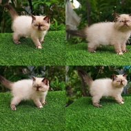 kucing kitten exotic peaknose himalaya /makanan