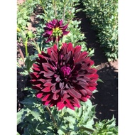 AUTHENTIC DINNERPLATE DAHLIA 1 BULB HOLLYHILL BLACK