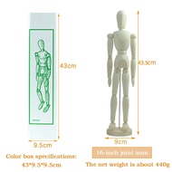 Mini Drawing Model New Art Class Wooden Human Male Manikin Jointed Mannequin Puppet
