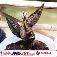 Jewel orchid/nephelaphilum
