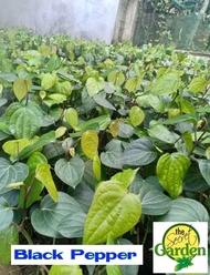 Paminta or Black Pepper (STRICTLY LUZON ONLY) with FREE garden soil (2 STOCKS ONLY, and Herbal plant