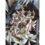 Perambut Apollo 2mata, 3mata & 4mata. Mata size #1/0.