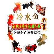 Ikan Akuarium Hidup Ikan Air Sejuk Ikan Emas Koi Ikan Air Tawar Goreng Feng Shui Ikan Pemula Ikan Na