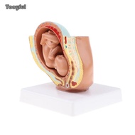 Tooyful Lifesize 9th Month Pelvis Section Fetus Models Human Fetal Development Model