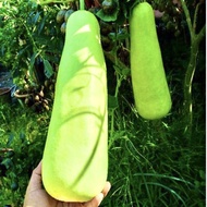Biji Benih Labu Air Panjang /Bottle Gourd Labu Air Hijau Muda