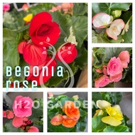 H2O - Begonia Rose 海棠玫瑰 Live Plant