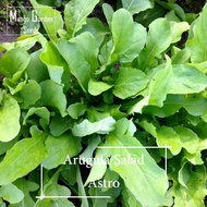 Astro Arugula Rocket Salad Seeds - 300 Seed *Pot Friendly* Tanam Pasu, Senang Jaga Biji Benih Sayur 