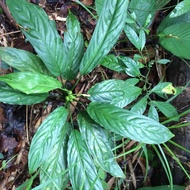 Aglonema simplex naroow sp borneo