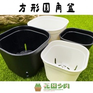 < Huatian Succulent > [Square Round Corner Pot] 3 Inch Pot, 4 Pot Succulents/Cactus/Block Root/Block