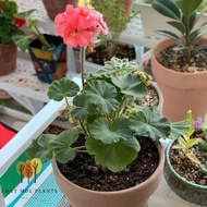 TANAMAN GERANIUM HIDUP TANAMAN BUNGA GERANIUM TANAMAN GANTUNG GERANIUM COD TANAMAN HIAS GERANIUM HID