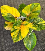 Bibit Bonggol Homalomena Tahiland Variegata