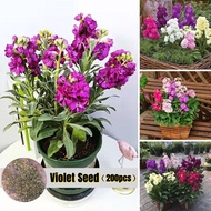 200pcs Violet Flower Seeds for Planting Mix Flower Seeds Bunga Hiasan Rumah Hidup Pokok Bunga Hiasan Benih Bunga