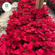 Bunga Kastuba Euphorbia pullcherrima Berbunga - Pohon hidup tanaman hias Kastuba