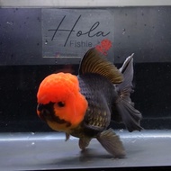 ORANDA TANCO SHORT BODY / IKAN MAS KOKI / GOLDFISH TANCHO