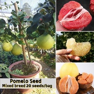 20pcs Pomelo Seeds Fruit Seeds for Planting Very Juicy and Sweet Bonsai Fruit Tree Seeds Heirloom Fr