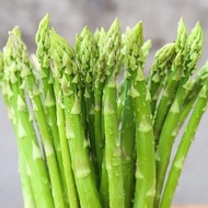 5 Pcs Benih Asparagus Traditional 传统芦笋 Ready Stock Sarawak