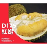 Ready stock pokok durian udang merah D175 红虾