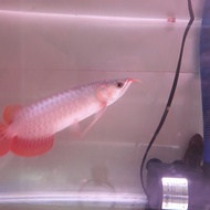 Arwana Super Red , Arowana Super Red, Arwana SR 40 cm ikan mulus