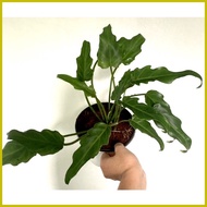 ◺ ❁ ● Philodendron Xanadu in WHITE POT