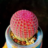 Real Red Sun Cactus Potted Indoor Succulent Plant Thornless Lazy Rare Cactus Blooming Green Plant LD